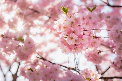 種桂花|桂花種植指南：微酸土壤、適當澆水、適度遮蔭，打造。